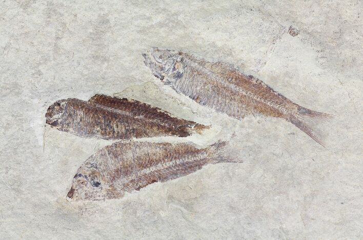 Fossil Fish (Gosiutichthys) Plate - Lake Gosiute #68416